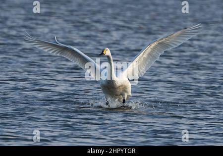 Bewick`s swan (Cygnus columbianus bewickii) landing in water, Slimbridge, England Bewick`s swan (Cygnus columbianus bewickii) landing in water, Slimbridge, England